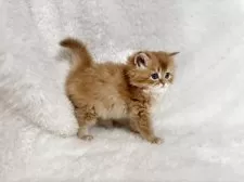 マンチカン(長足)【大阪府・男の子・2025年10月30日・レッドタビーホワイト】の写真2