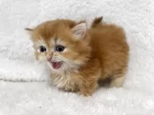 マンチカン(短足)【大阪府・男の子・2025年9月18日・レッドタビー】の写真3