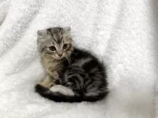 アメリカンカール【大阪府・男の子・2025年9月20日・シルバータビー】の写真3