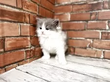 ブリティッシュロングヘア【大阪府・男の子・2025年10月25日・ブルーホワイト】の写真3