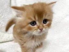 マンチカン(長足)【大阪府・男の子・2025年10月30日・レッドタビーホワイト】の写真4