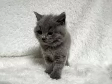 ブリティッシュショートヘア【大阪府・女の子・2025年9月18日・ブルー】の写真5