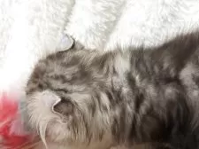 アメリカンカール【大阪府・男の子・2025年9月20日・シルバータビー】の写真5