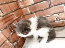 ブリティッシュロングヘア【大阪府・男の子・2025年10月25日・ブルーホワイト】の写真6