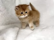 マンチカン(長足)【大阪府・男の子・2025年10月30日・レッドタビーホワイト】の写真6