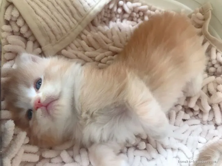 ID:1903-01751の子猫