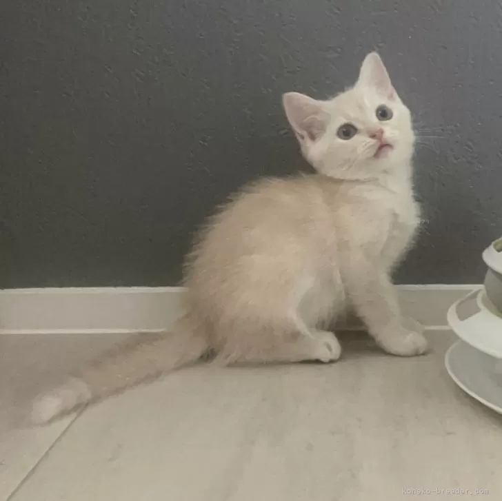 ID：2407-01458の子猫