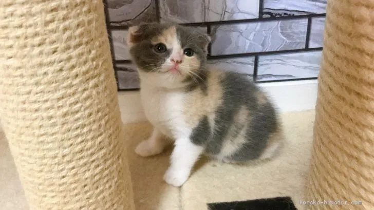 ID：2007-01856の子猫