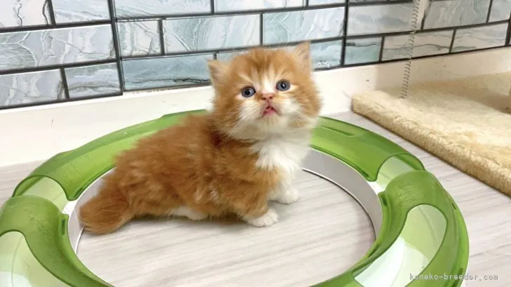 K.N 様のお迎えした子猫
