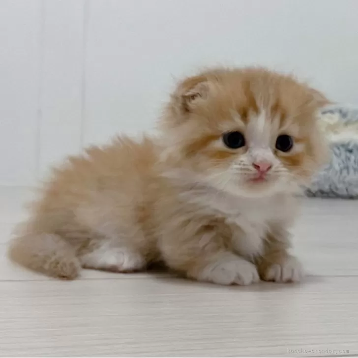 ID:2410-02415の子猫