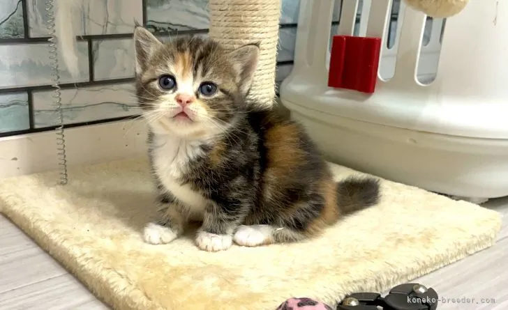 ID：2106-01821の子猫