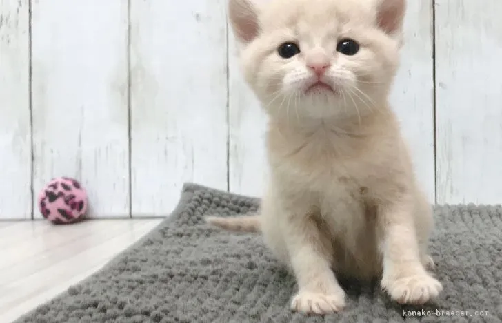 ID：1902-00807の子猫