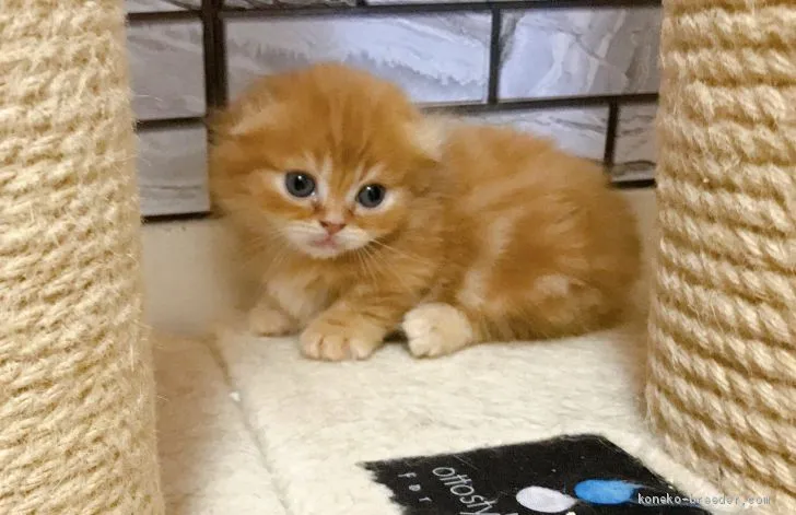 ID：2012-00280の子猫