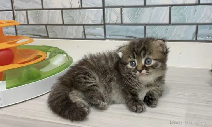 ID:2107-00300の子猫