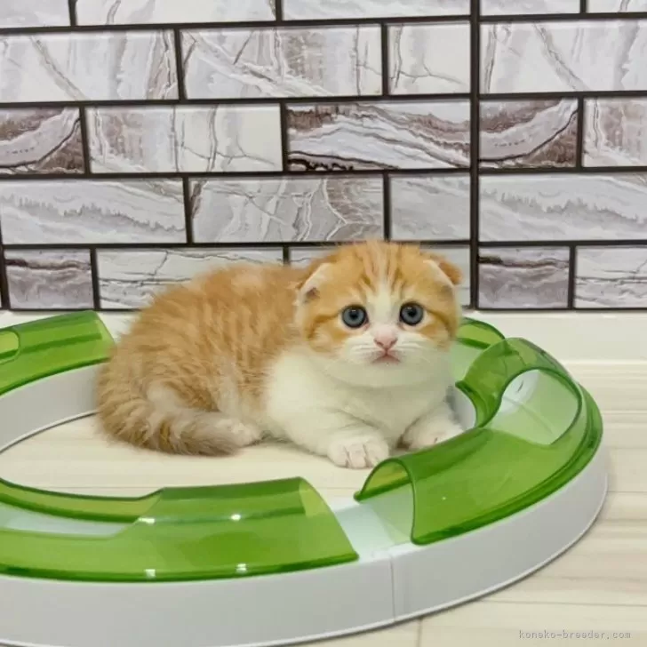 ID：2409-01843の子猫