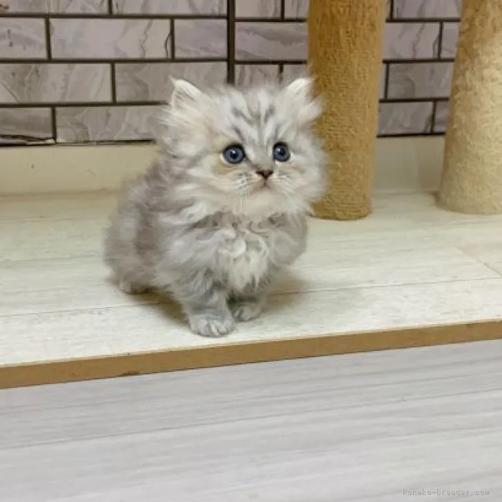 ID:2210-00731の子猫