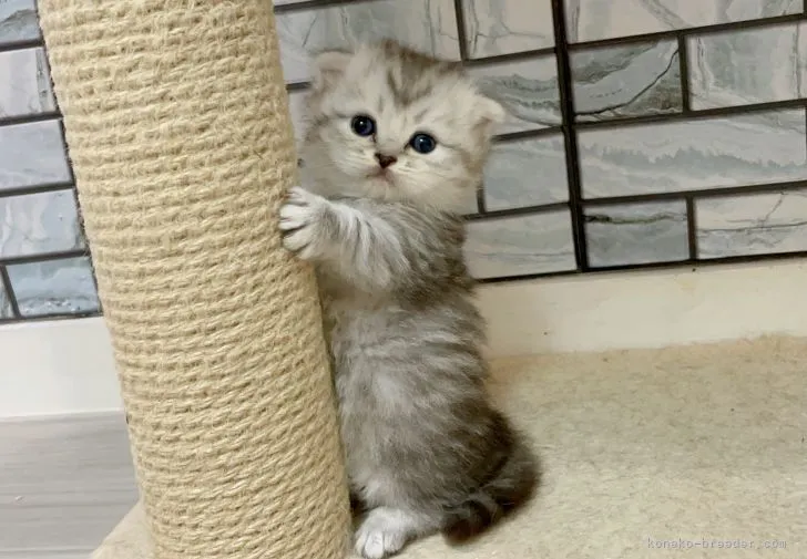 ID：2104-01040の子猫