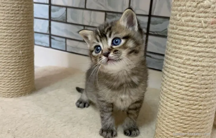 ID：2103-01720の子猫