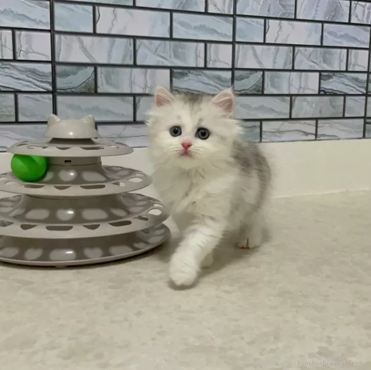 ID：2407-02065の子猫