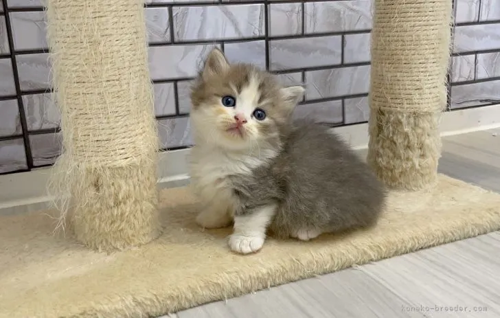 ID:2109-01373の子猫