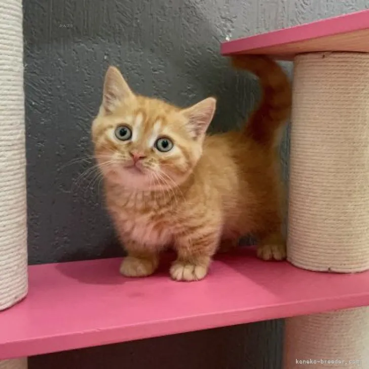 N.M 様のお迎えした子猫