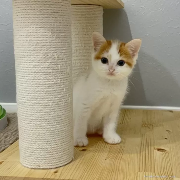 ID：2409-02886の子猫
