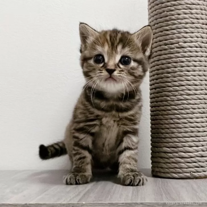 ゆっちゃん 様のお迎えした子猫