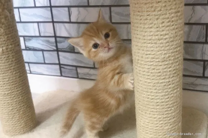 ID：2010-00361の子猫