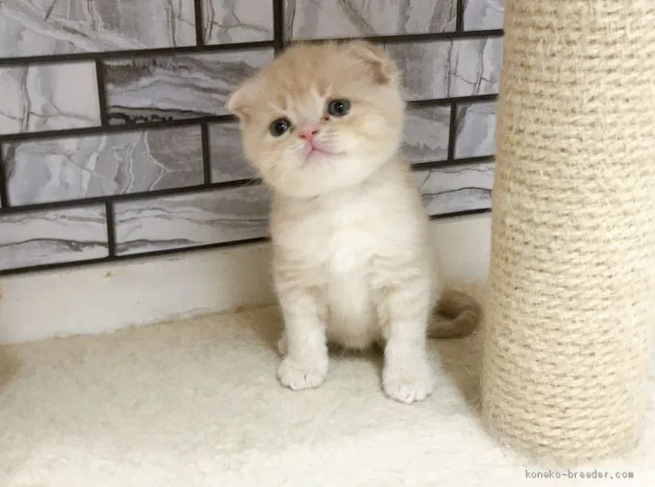 ID：2005-00959の子猫