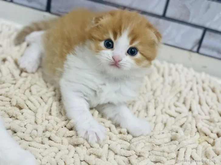 ID:2206-00607の子猫