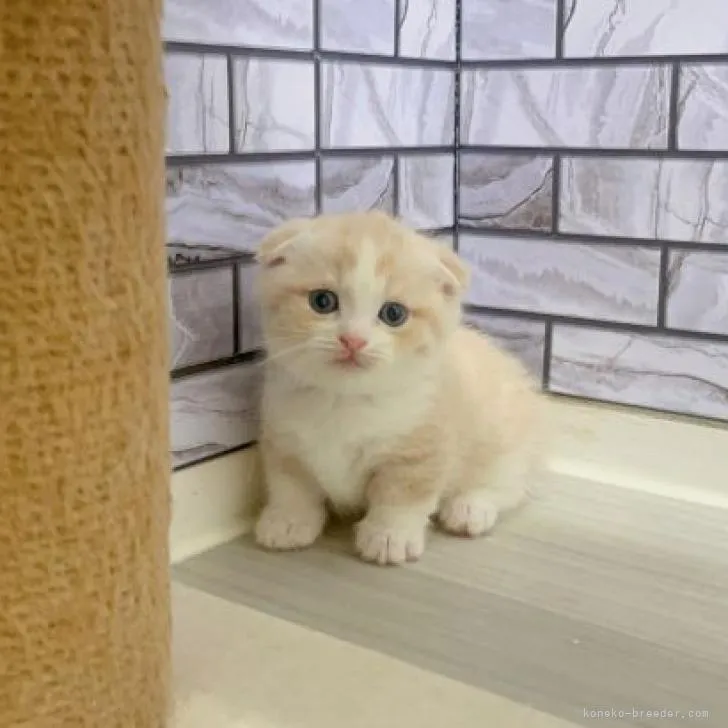 ID:2210-00623の子猫