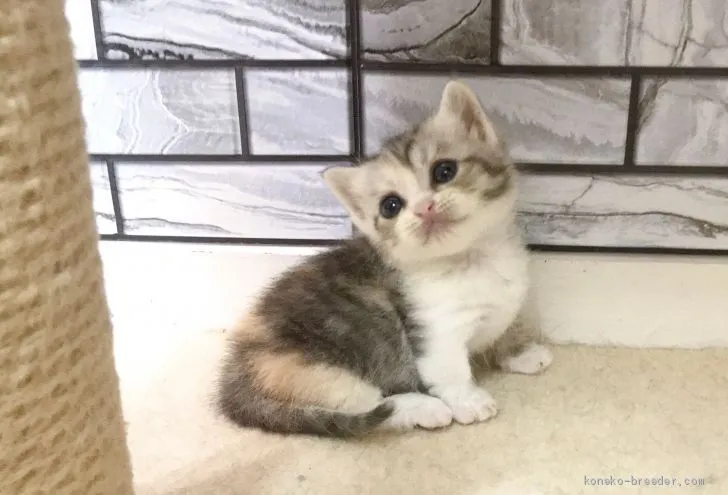 ID：2007-01818の子猫