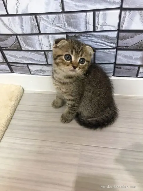 ID：1909-00449の子猫