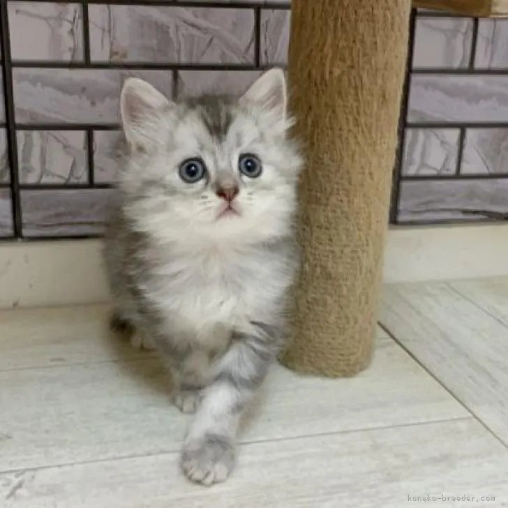 N.K 様のお迎えした子猫