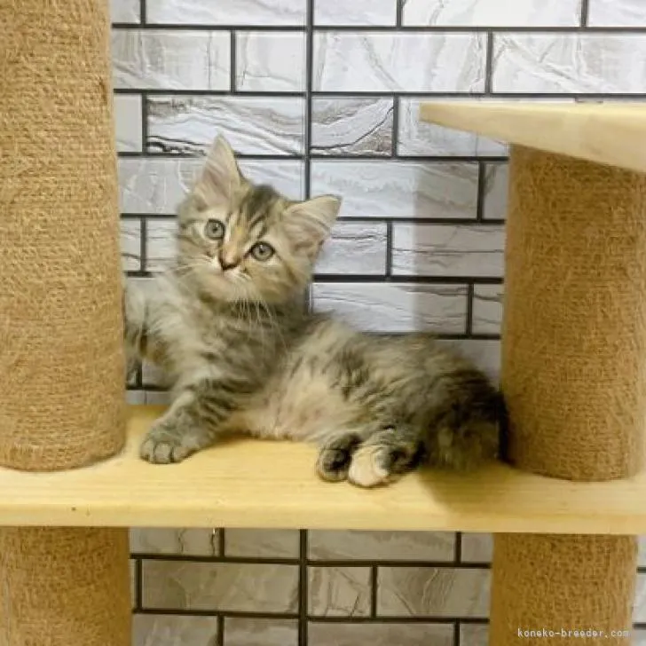 ID:2207-00893の子猫