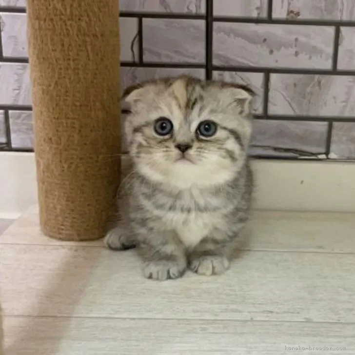 ID:2210-00614の子猫