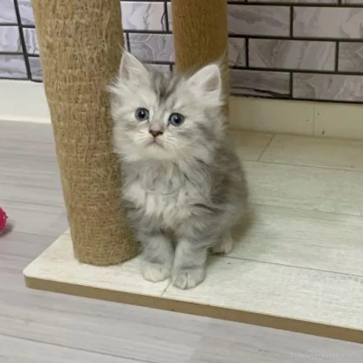 ID：2208-01367の子猫