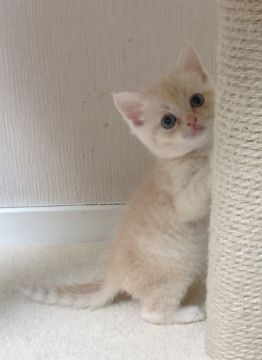 マンチカン(長足)【福岡県・女の子・2019年3月25日・クリームタビー（ショート）】の写真「✨人気のまる顔の女の子です☺️」