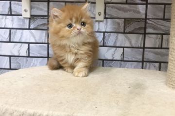 マンチカン(短足)【福岡県・女の子・2020年4月10日・レッドタビー（セミロング）】の写真「✨モフモフ・激短足の女の子です😊」