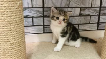 マンチカン(長足)【福岡県・女の子・2020年9月14日・シルバータビー&ホワイト（ショート）】の写真「✨丸々したお顔の女の子です😊」