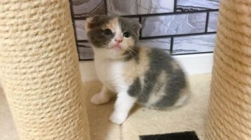 マンチカン(長足)【福岡県・女の子・2020年6月28日・ダイリュートキャリコ（ショート）】の写真「✨個性的なダイリュートカラーの女の子です😊」