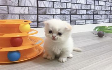 マンチカン(短足)【福岡県・女の子・2019年8月3日・クリームポイント&ホワイト（セミロング）】の写真「✨モフモフふわふわで丸々した女の子です😊」