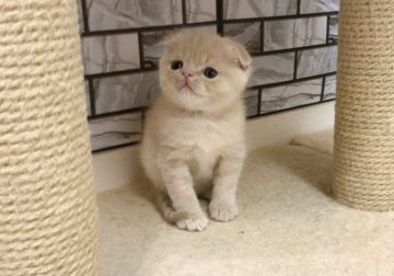 マンチカン(長足)【福岡県・男の子・2020年12月8日・クリーム（ショート）】の写真「✨個性的な耳折れのぶちゃかわ系の男の子です😊」