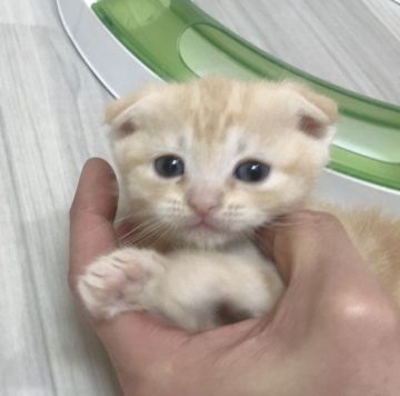 マンチカン(長足)【福岡県・女の子・2019年3月2日・クリームタビー（ショート）】の写真「✨綺麗なタビー柄の耳折れ女の子です😊」