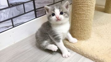 マンチカン(長足)【福岡県・男の子・2019年9月10日・ブルー&ホワイト（ショート）】の写真「✨まん丸顔でお目目くりくりの男の子です😊」