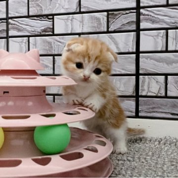 マンチカン(短足)【福岡県・女の子・2024年8月14日・レッドタビー&ホワイト（ショート）】の写真「✨まん丸お顔のハチワレちゃん女の子です😊」