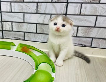 マンチカン(長足)【福岡県・男の子・2022年5月4日・シルバータビー&ホワイトバン（ショート）】の写真「✨まん丸お顔の淡い色合いが可愛い男の子です😊」