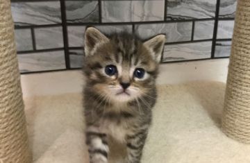 マンチカン(長足)【福岡県・男の子・2020年12月27日・ブラウンタビー】の写真「✨お目目くりの男の子です😊」