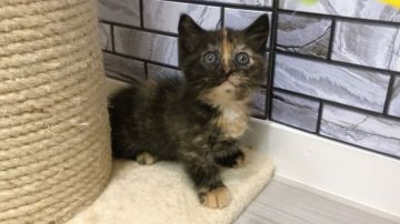 マンチカン(短足)【福岡県・女の子・2019年8月13日・トーティー（ショート）】の写真「✨短足✨お顔のラインが珍しい女の子です😊」