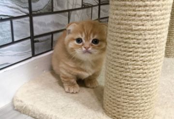 マンチカン(短足)【福岡県・女の子・2020年12月8日・レッドマッカレルタビー（ショート）】の写真「✨ブリブリしてお顔まっ〜るまる女の子です😊」